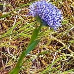 Globularia bisnagarica Floare