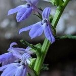 Lobelia siphiliticaVirág