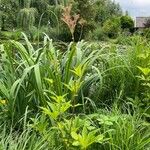 Filipendula rubra Habit