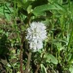 Hydrophyllum capitatum Blomst