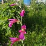 Gladiolus italicus Квітка