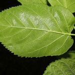 Morus celtidifolia Rinde