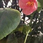 Abutilon pictum Floare