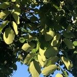 Robinia × margaretiae