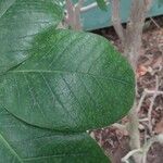 Ficus tequendamae Leaf