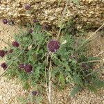 Salvia columbariae Habitus