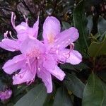 Rhododendron ponticum Квітка