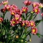 Tanacetum coccineum Yeri