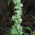 Amaranthus fimbriatus Flower