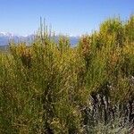 Ephedra viridis Habit