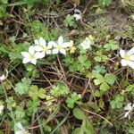 Ranunculus ololeucos Květ
