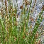 Juncus effusus Blad