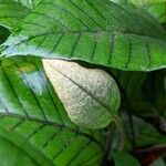 Pyrrosia christii Leaf