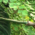 Philodendron verrucosum چھال