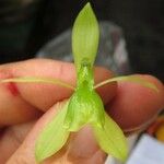 Epidendrum candelabrum Flower