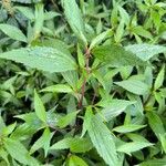 Ageratina riparia Folha