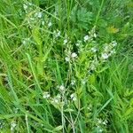 Veronica anagallis-aquatica Habit