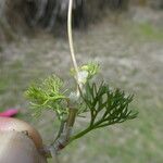 Ranunculus peltatus Leaf