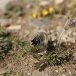 Anemone montana 花