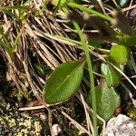 Cardamine bellidifolia പുറംതൊലി