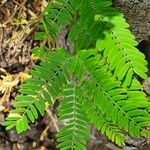 Vachellia collinsii Leaf