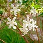 Jasminum grandiflorum Blomst