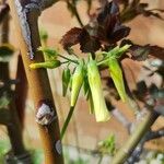 Oxalis pes-caprae Blomma