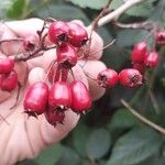 Crataegus persimilis ഫലം