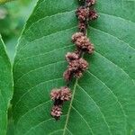 Carya pallida Hábito