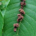 Carya pallida आदत