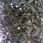 Gibasis pellucida Blatt