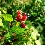 Rubus occidentalisMeyve