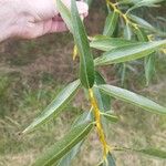 Salix humboldtiana Leaf