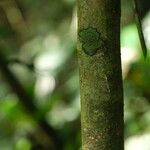 Dalbergiella welwitschii Corteza