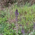 Salvia verbenaca Flower