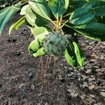 Magnolia virginiana Blatt