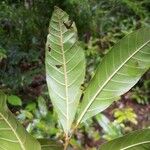 Vouarana guianensis Blatt