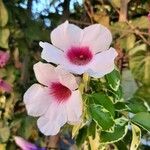 Pandorea jasminoides Flor