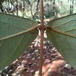 Heteropterys oberdanii Otro