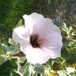 Malva subovata Flower