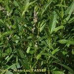 Persicaria decipiens 整株植物