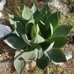 Agave shaferi Blad