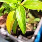 Barleria observatrix Leaf