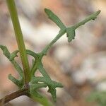 Senecio gallicus Rinde