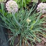 Allium senescens പുഷ്പം