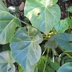 Begonia urophylla Levél