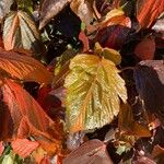 Acalypha wilkesiana Leaf