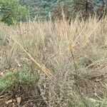 Stipa capillata برگ