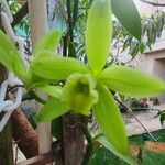 Vanilla pompona Flower