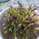 Gentiana septemfida برگ